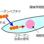 コラーゲンペプチドで細胞を活性化！驚きの働きとは？